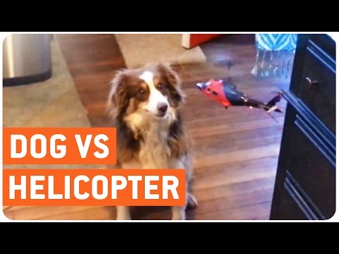 Dog vs RC Helicopter | Furry Godzilla