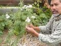 Making Cordage From Plant Fibers 2 of 4