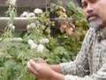 Making Cordage From Plant Fibers 2 of 4