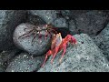 Crab Fight  (Galapagos Video #2)
