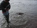 Estabrook Chinook Salmon Run, Wisconsin