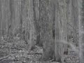 Close call turkey hunt