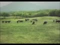 UFO - Cow Abduction