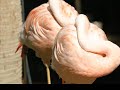 Flamingo slideshow Flamingo slideshow