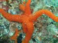 Buceo en Lanzarote