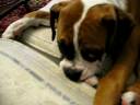 Crazy puppy eats foot Crazy puppy eats foot