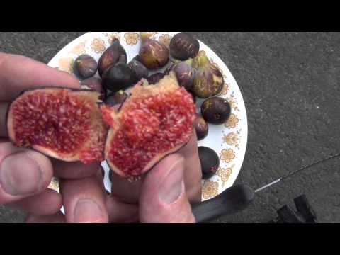how to harvest figs