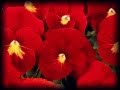 X Japan Scarlet Love Song Video and Lyrics