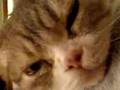 ゴロゴロフェイフェイ Cat purring.