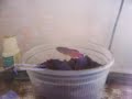 killifish spawning