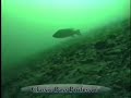Game Fish - Smallmouth Bass
