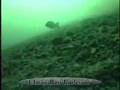 Game Fish - Smallmouth Bass