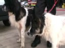 Lucky dogs rescued from Mersey