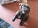 Dogbook Movie: chester my labrador/springer Dogbook Movie: chester my labrador/springer