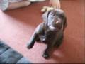Dogbook Movie: chester my labrador/springer
