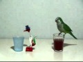 Quaker Parrot & Drinking Bird Toy Competition
