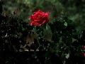 The Primrose League - The World Is Waiting The Primrose League - The World Is Waiting