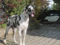 Deutsche Doggen/ Great Dane