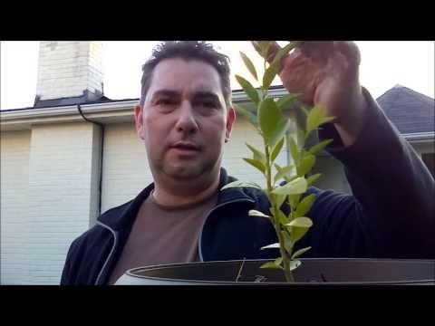 how to harvest key limes