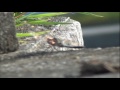 Click here to watch this video 【トンボ】 BGM 『僕らの止まり木』 REMI & jelly jam kids.