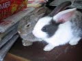 Baby Rabbit