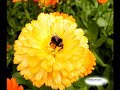 What If The Disappearance of the Bees is Caused By... What If The Disappearance of the Bees is Caused By...