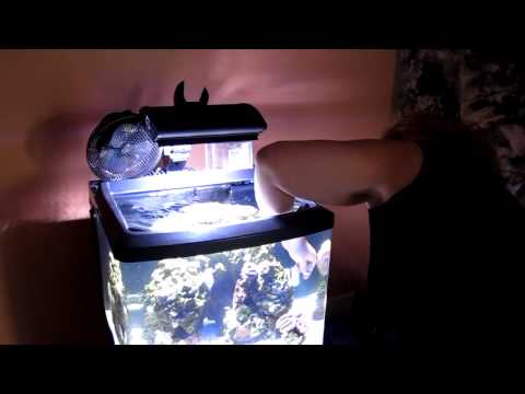 how to attach zoas to rock