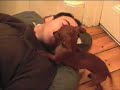 A day in the life of a puppy (3) - tail wagging!!!