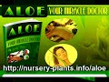 Aloe Vera Benefits