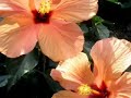 Vanessa Carlton - Home [STUDIO VERSION]