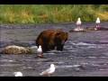 videos de el oso
