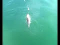 My lad landing a wexford codling My lad landing a wexford codling