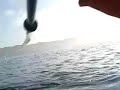 Porpoise on the Puget Sound