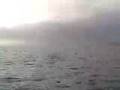 Porpoise on the Puget Sound