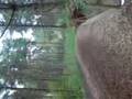 Go Ape: my friend cackling with laughter!