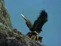 Eagle Hunting A Goat