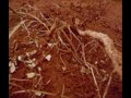 Gudaa Safa Agriculture Development - Somaliland Gudaa Safa Agriculture Development - Somaliland