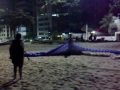 Um preá aprendendo a voar!