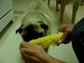 Polo Eating Corn