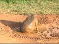 Waterhogs using a mud hole in Mole National Park, Ghana Waterhogs using a mud hole in Mole National Park, Ghana