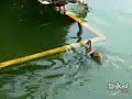 Duckling feeding fishes