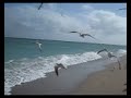 MVI 8284-Windy Beach Birds MVI 8284-Windy Beach Birds