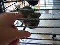 Diego the Degu loves to get scratched! Diego the Degu loves to get scratched!