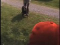Protection Trained Rottweiler - Schutzhund