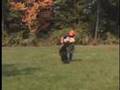 Rottweiler video