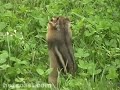 CUSSING CHIPMUNK