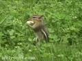 CUSSING CHIPMUNK