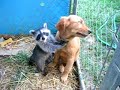 Raccoon playing with dog