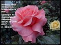 ç@yL@k bu slayt? eski sevgilisine yapt?... ç@yL@k bu slayt? eski sevgilisine yapt?...
