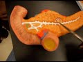 Digestive Lab - Pancreas